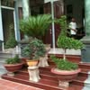 Phạm Cờng