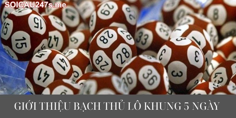 Giới Thiệu Bạch Thủ Lô Khung 5 Ngày