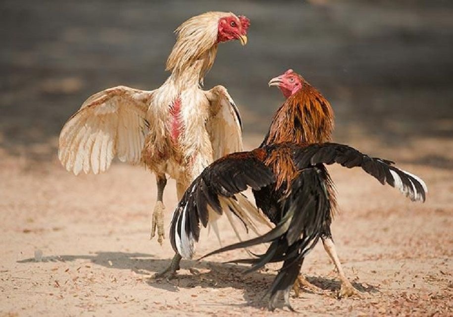Ưu điểm đá gà cựa dao