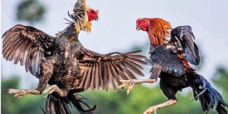 Khám phá về đá gà Campuchia