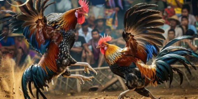 Mẹo chơi đá gà cựa sắt hiệu quả