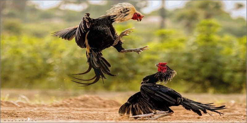 Giới thiệu đá gà jbo