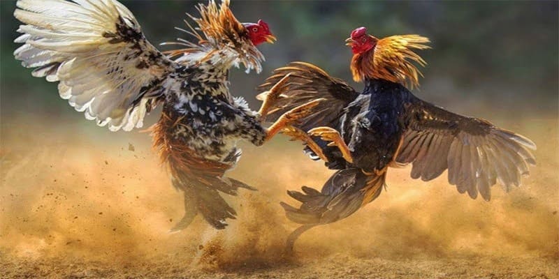 Đá gà jbo với những khuyến mãi hấp dẫn