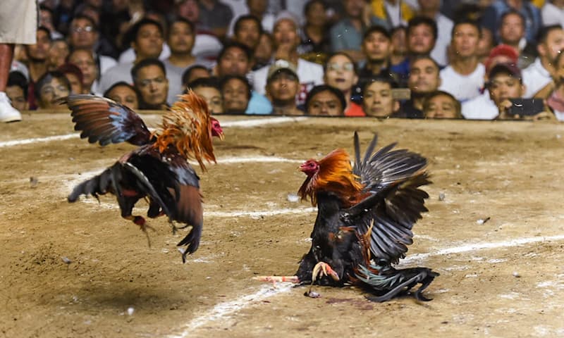 Hiểu đúng về Đá gà tre daga