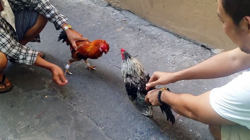 Chọn gà tre daga – làm sao để không lạc đề?