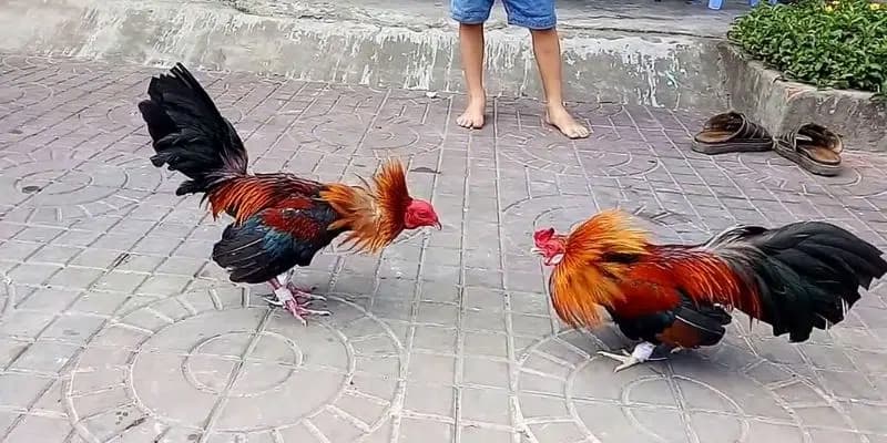 Chiến thuật chơi Đá gà tre daga - Bí kíp trận nào cũng làm chủ