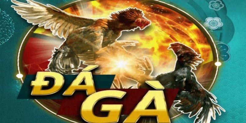 Đá gà winvn có gì hot mà ai cũng bàn tán?
