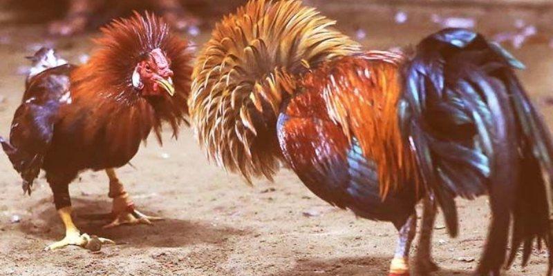 Luật chơi đá gà winvn dễ hiểu nhưng cuốn hút