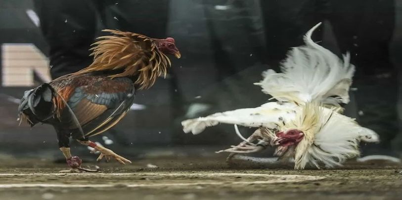 Những ưu điểm của đá gà 789f so với các nền tảng khác