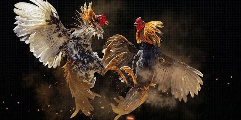 Lý do nên tham gia đá gà Thomo tại FB88 ngay hôm nay