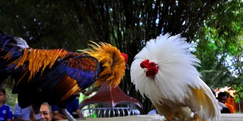 Giới thiệu tổng quan về đá gà Thomo