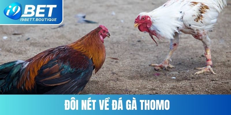 Đôi nét về đá gà Thomo