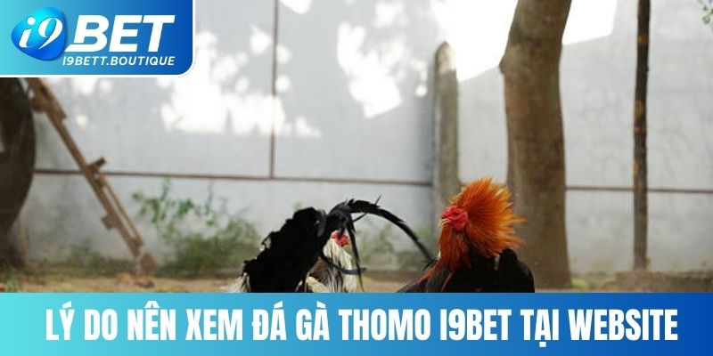 Lý do nên xem đá gà Thomo I9BET tại website