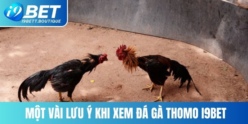 Một vài lưu ý khi xem đá gà Thomo I9BET